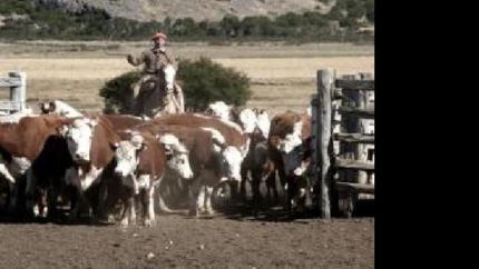 campo