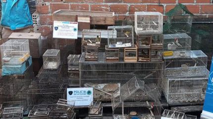 cayo una banda dedicada a la caza furtiva de aves