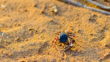 La campaña sirve para alertar a los que vayan a la costa.