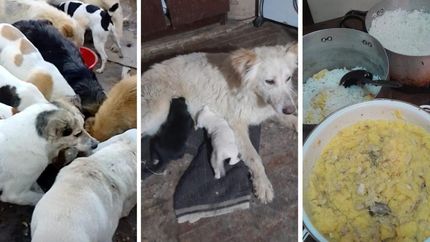 Necesitan de todo para seguir asistiendo a tantos perritos.