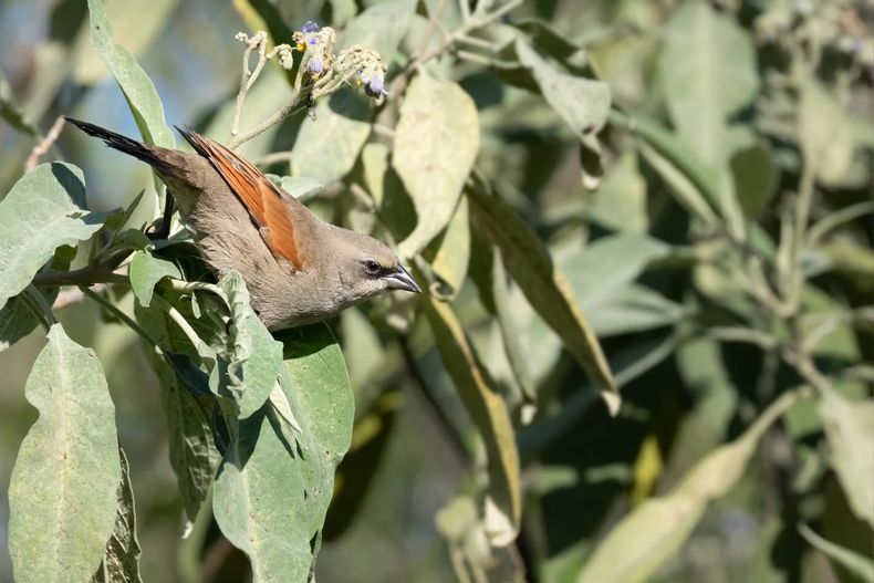 En la última actividad de formación se detectaron 50 especies de aves diferentes. 