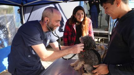 En Lomas incorporaron un quirófano móvil para fortalecer la atención veterinaria.