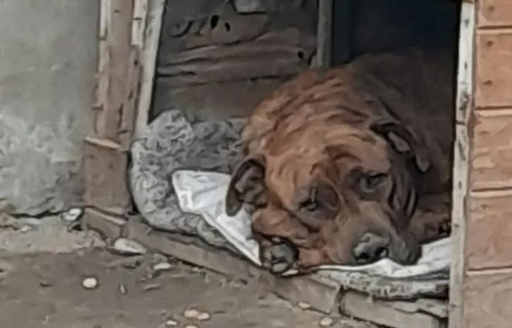 Rocky, el perro víctima de maltrato.