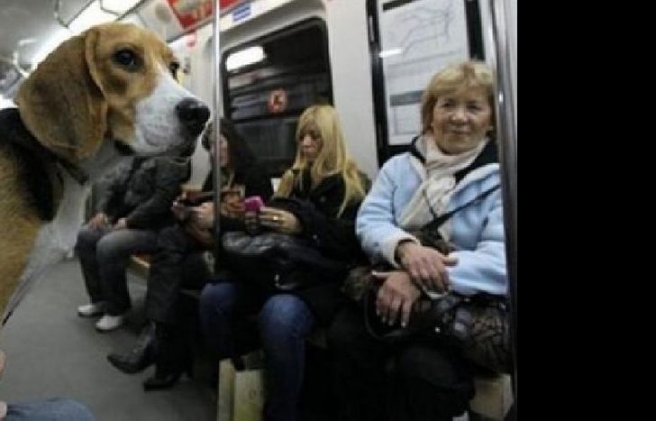 mascotas-subte