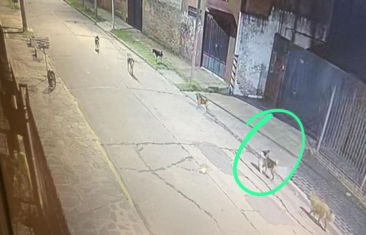 Los perros fueron captados por cámaras de seguridad.