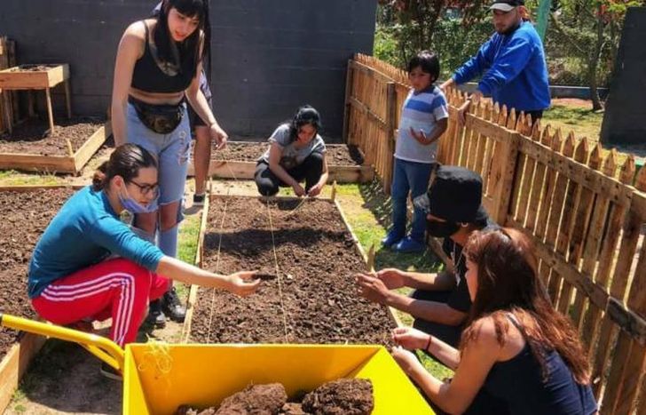 Incorporaron los plantines en las cajoneras.
