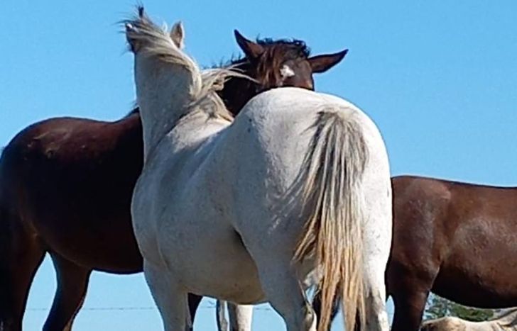 Los caballos rescatados suelen llegar a un refugio para su cuidado y atención.
