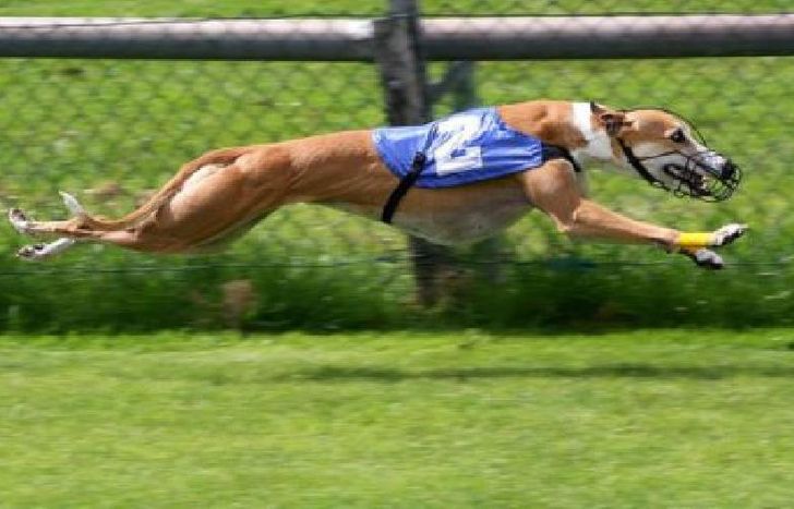 galgos-1