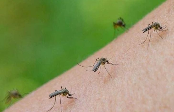 Los conocen como mosquitos de inundación.