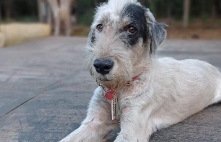 Chander es uno de los perritos rescatados por la ONG.
