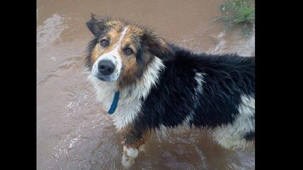 el refugio san francisco de asis necesita ayuda
