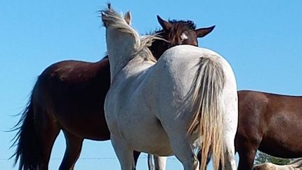 Los caballos rescatados suelen llegar a un refugio para su cuidado y atención.