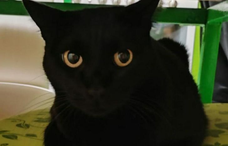 Los gatos negros, víctimas preferidas de las sectas y sus rituales.
