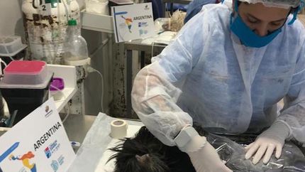 Los turnos para castraciones se asignan por la web oficial.