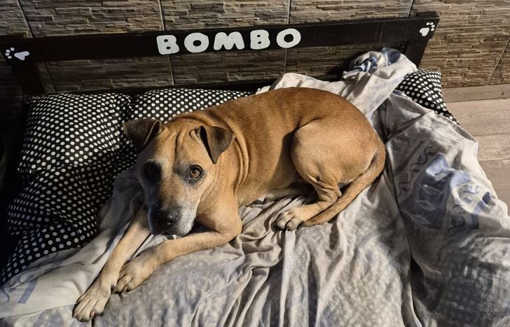 Bombo ya está instalado en su nuevo hogar, en Lomas de Zamora.