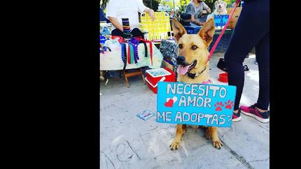 los vecinos podrán sumar una mascota a su hogar.