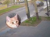 Recuperaron al gato robado.