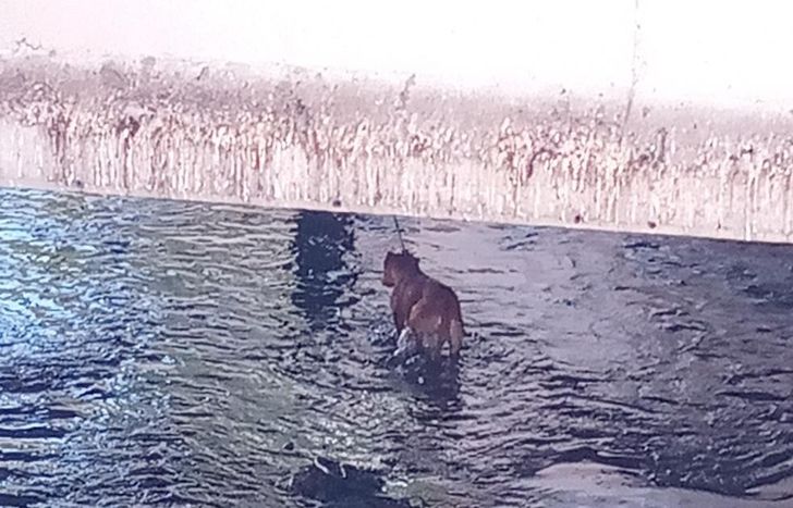 Uno de los perros rescatados: un pitbull color marrón.