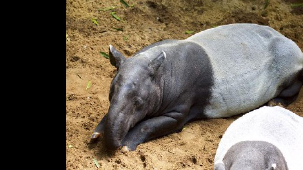 tapir