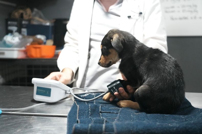 El Hospital de Animales tiene consultorios y áreas especializadas.