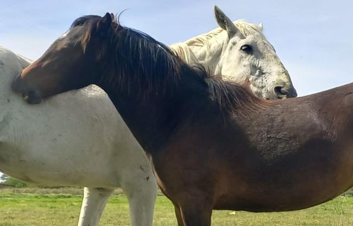 El objetivo principal es cubrir los gastos del campo que sirve como refugio.