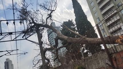 Un árbol caído sobre el tendido electrico del tren provocó serios inconvenientes en el servicio.