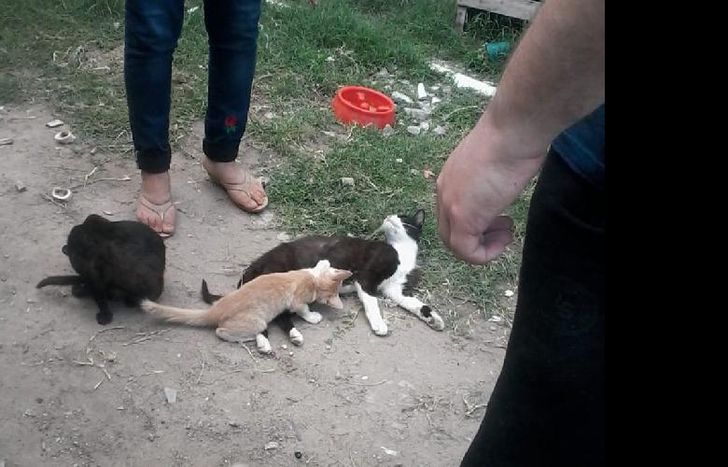 Los animales tienen parásitos, pulgas y sarna.