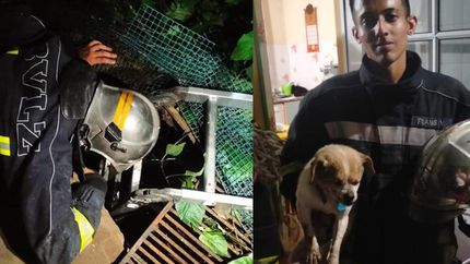 El perro se había caído a un pozo y no podía salir. El perro se había caído a un pozo y no podía salir.