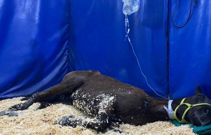 El caballo recibió atención médica urgente tras el rescate en Lomas.