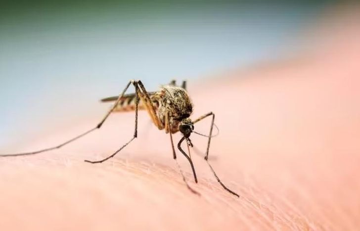 Alertan por presencia de mosquitos y recomiendan evitar picaduras.