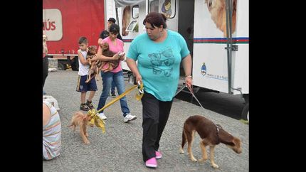 lanus: vacunaron a mas de 2.100 mascotas