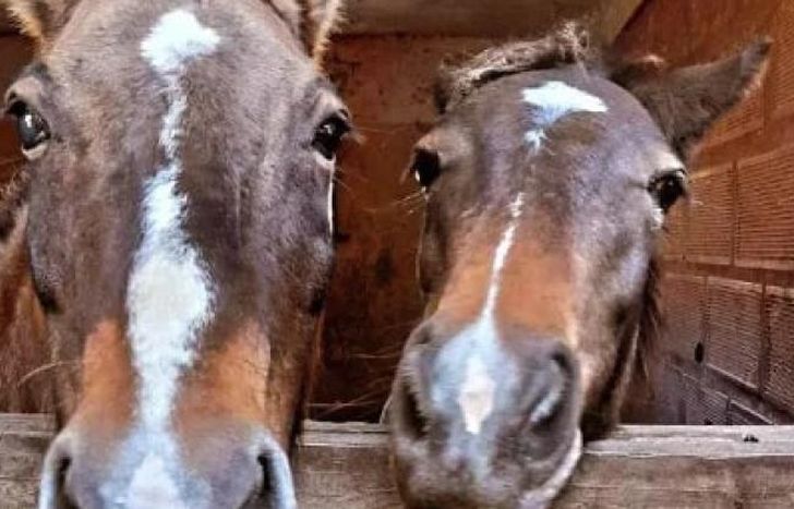 Rescatamos a un caballo y vemos cómo su mirada cambia a los meses, dijeron.