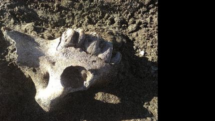 hallan mas de 200 fosiles de animales prehistoricos en cuenca del salado al bajar el rio