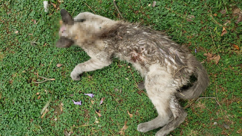El gato asesinado por la jauría que ataca en distintos barrios de Lomas de Zamora.