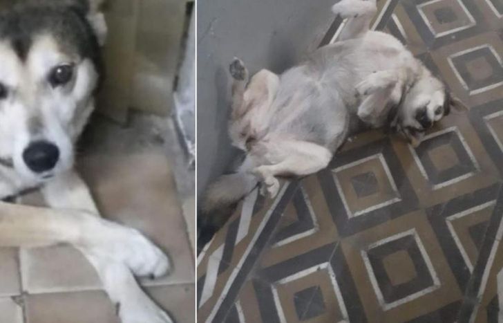 Ramona tenía alrededor de 10 años.