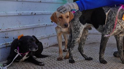 Diario La Unión | Zoonosis Lomas intervino rápidamente para rescatar y asistir a los perros.