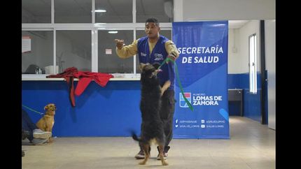 brindan talleres gratuitos de adiestramiento de mascotas