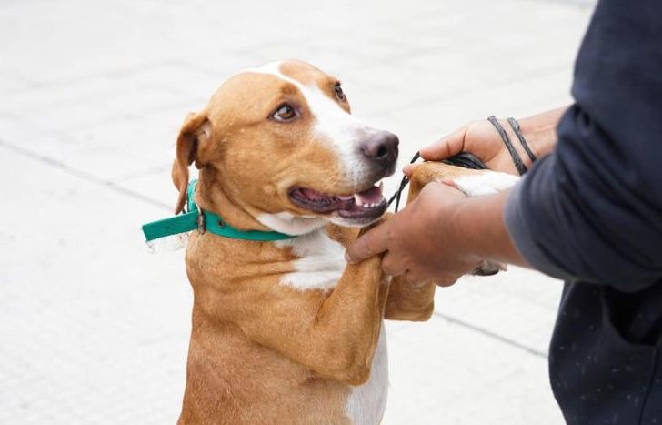 La capacitación se realizará en el Hospital de Animales.