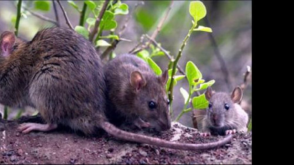 Alertan por los casos de hantavirus en la Provincia