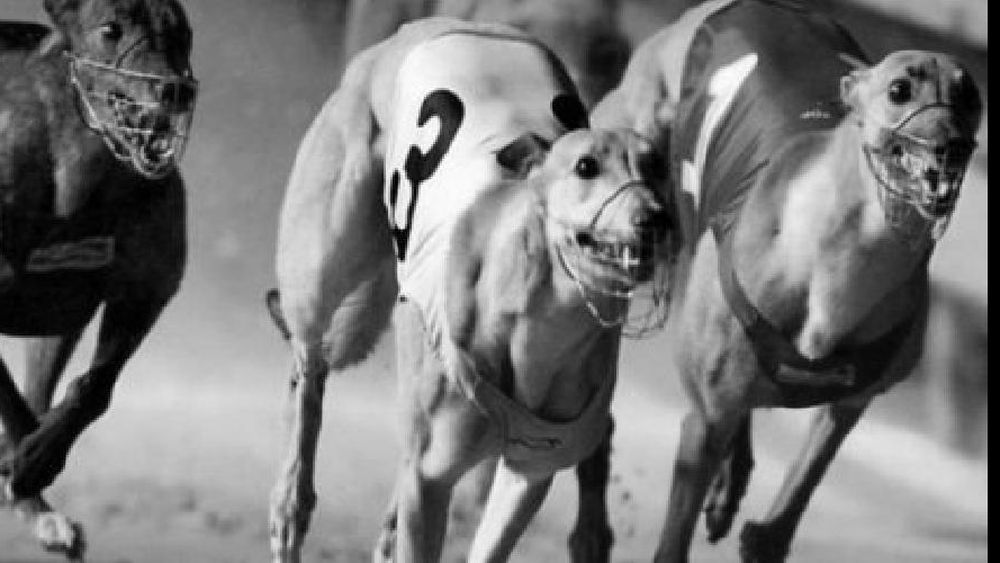 galgos
