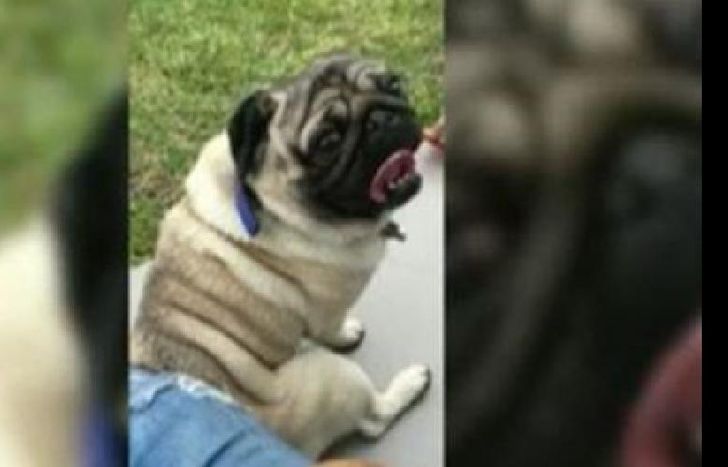 la familia ahora busca que le devuelvan la mascota.