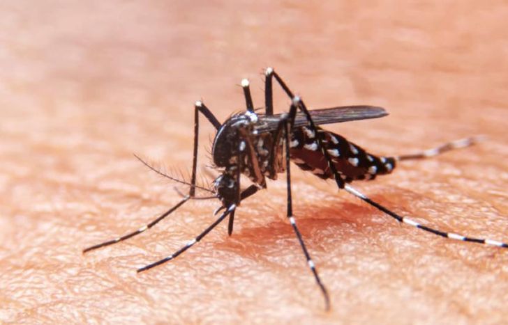 Difunden cómo crecieron los casos de dengue en la Argentina en los últimos meses.