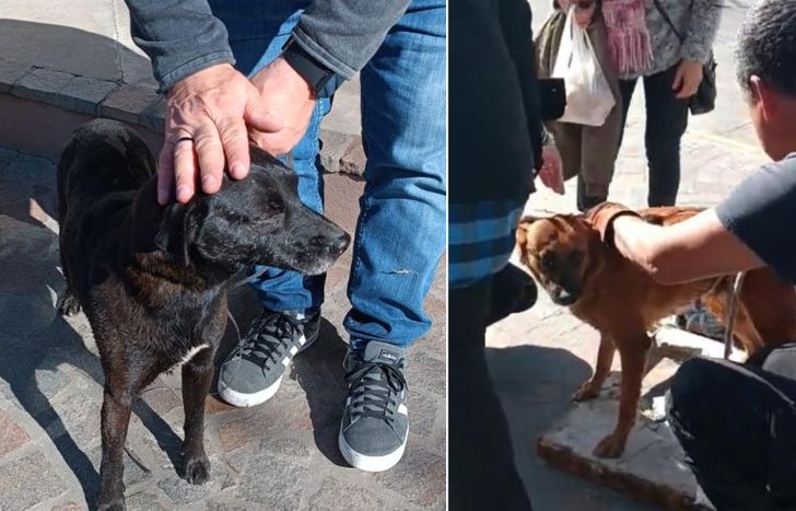 Ambas mascotas se encontraban bien.