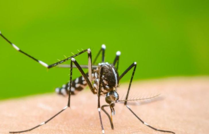 La Argentina atraviesa un pico histórico de casos de dengue.