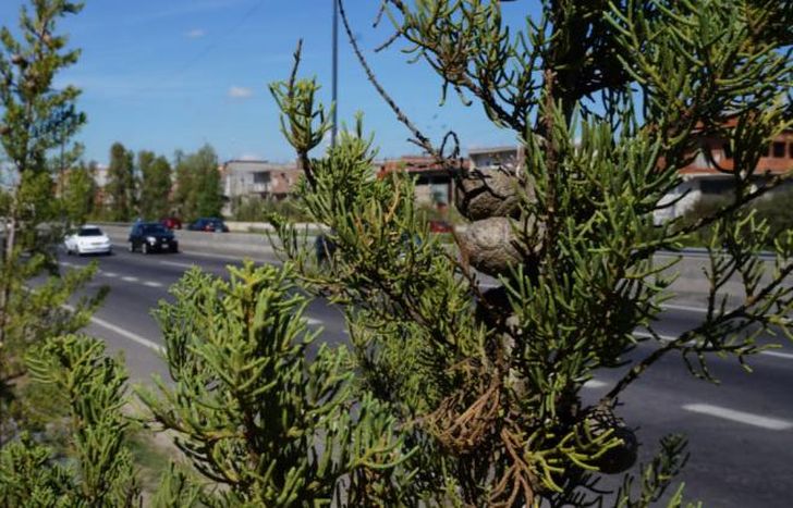 Está a cargo de la Secretaría de Medio Ambiente de Lomas.