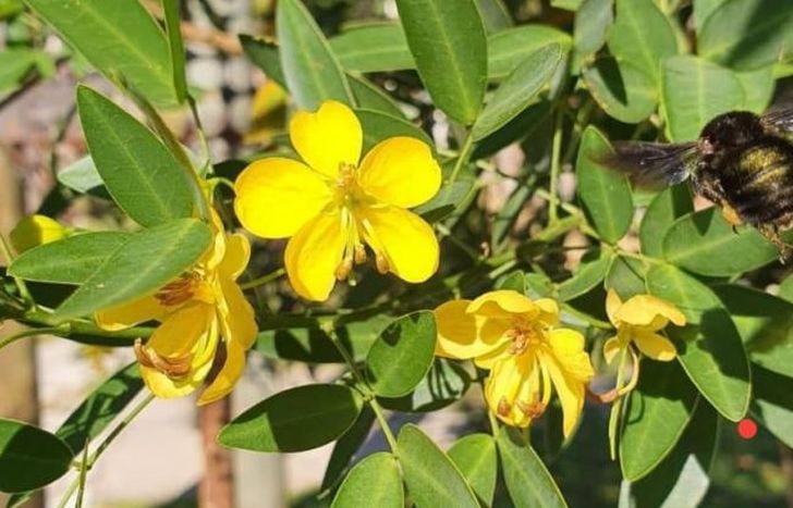 La flor del árbol que plantaron los amigos.