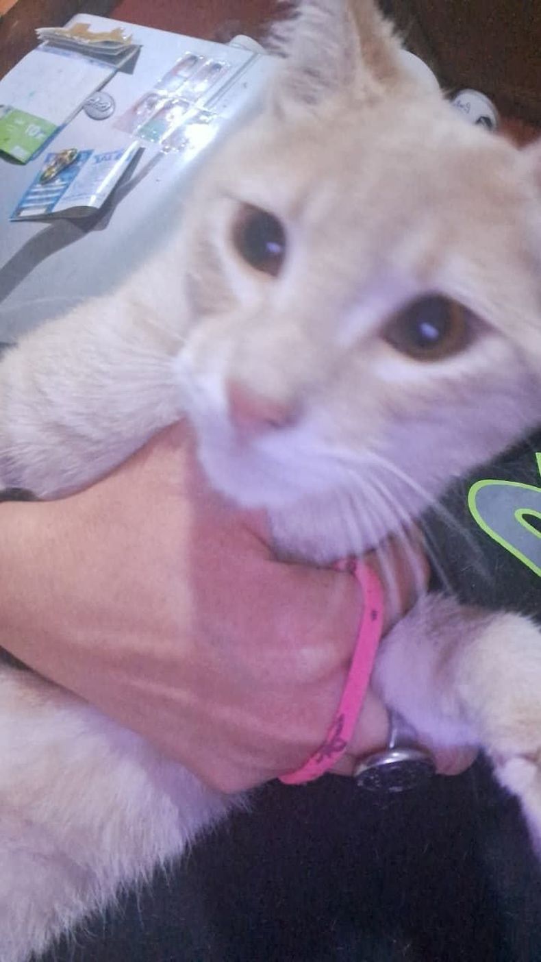La familia de Temperley recuper&oacute; a su gato.