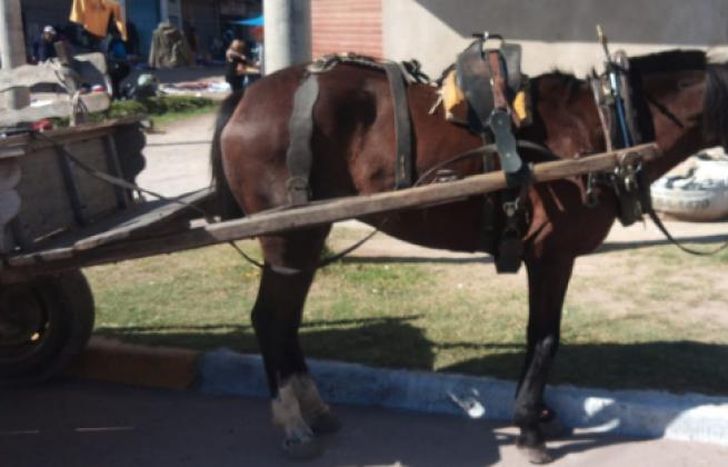 La tracción a sangre, una imagen tan real como dolorosa.
