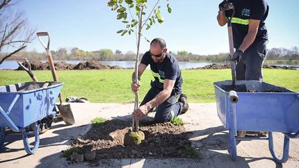 plantaron nuevos arboles en la laguna de san vicente