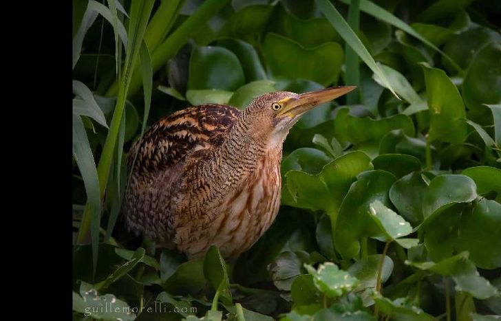 El Mirasol Grande posa para la foto en el Parque Finky.